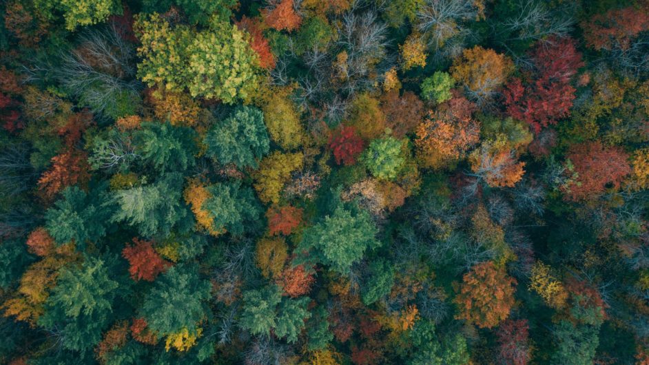 Aerial view of trees of different colors, including green, yellow, and orange