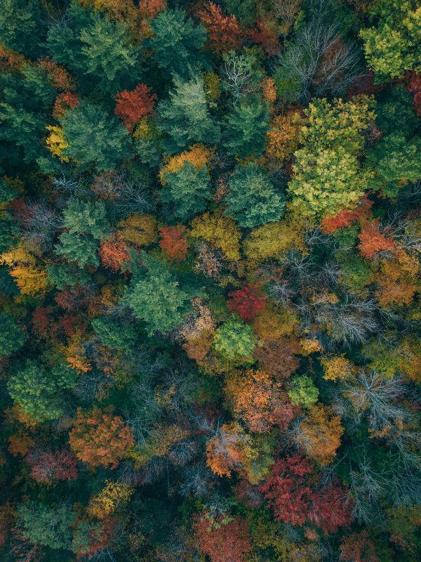 Aerial view of trees of different colors, including green, yellow, and orange