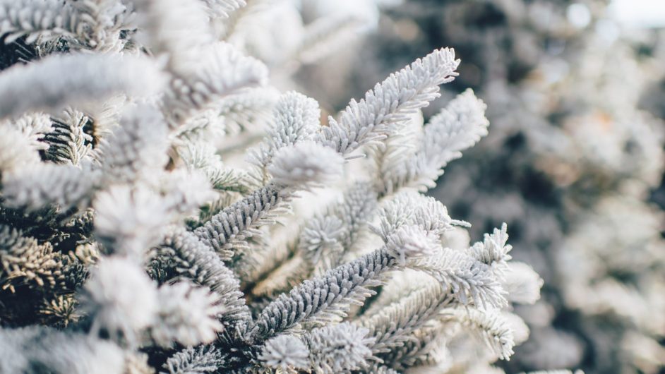 Close-up of snow-covered evergreen branches