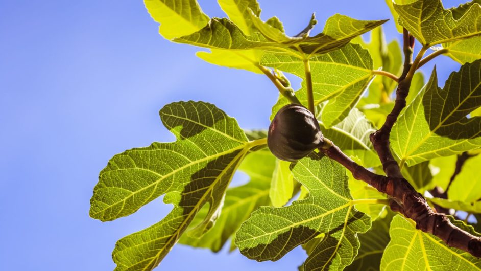 Close-up of fig on a tree with green leaves in front of a blue background