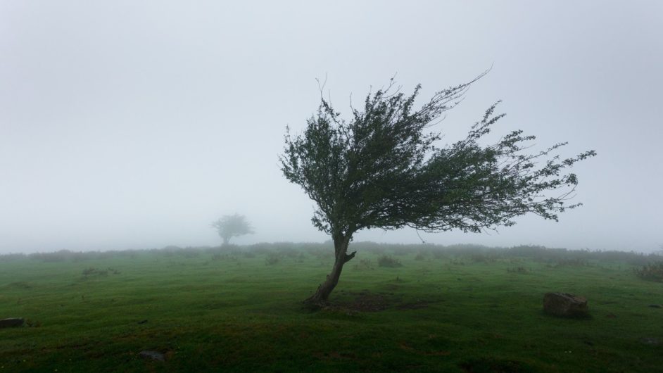 Wind-blown tree in a green field with gray sky