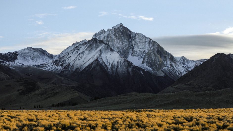 Gray mountain with snow with a field with yellow plants in the foreground and a light blue sky in the background