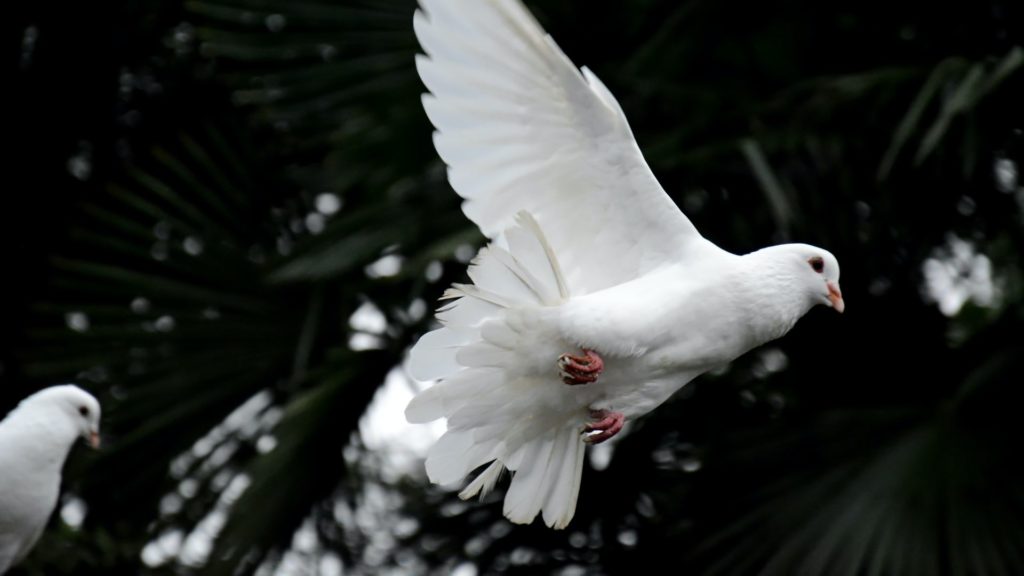 White dove in flight in front of a dark background