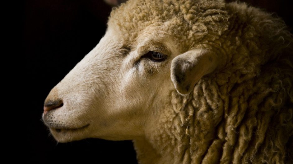 Side view of a sheep's face and neck