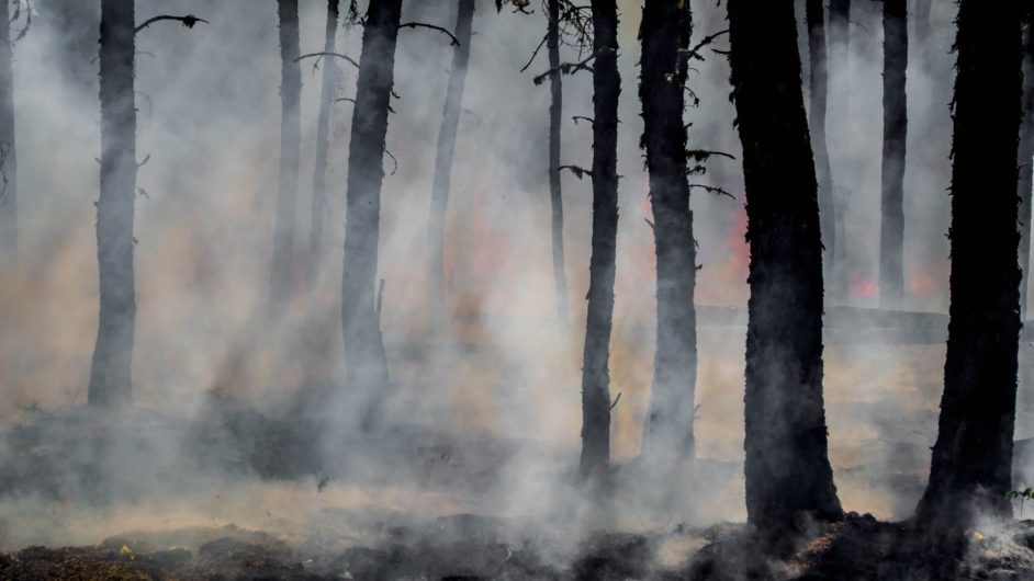 Standing tree trunks surrounded by smoke