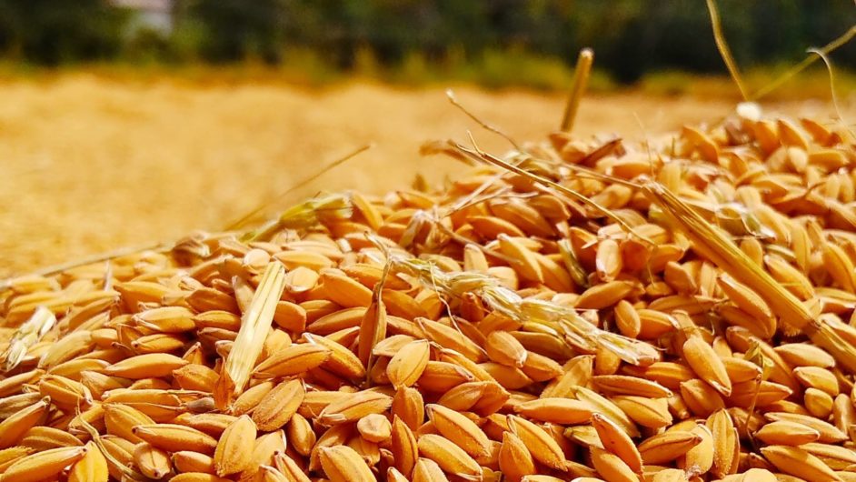 Close-up of a bunch of grain kernels with a blurry beige and green background