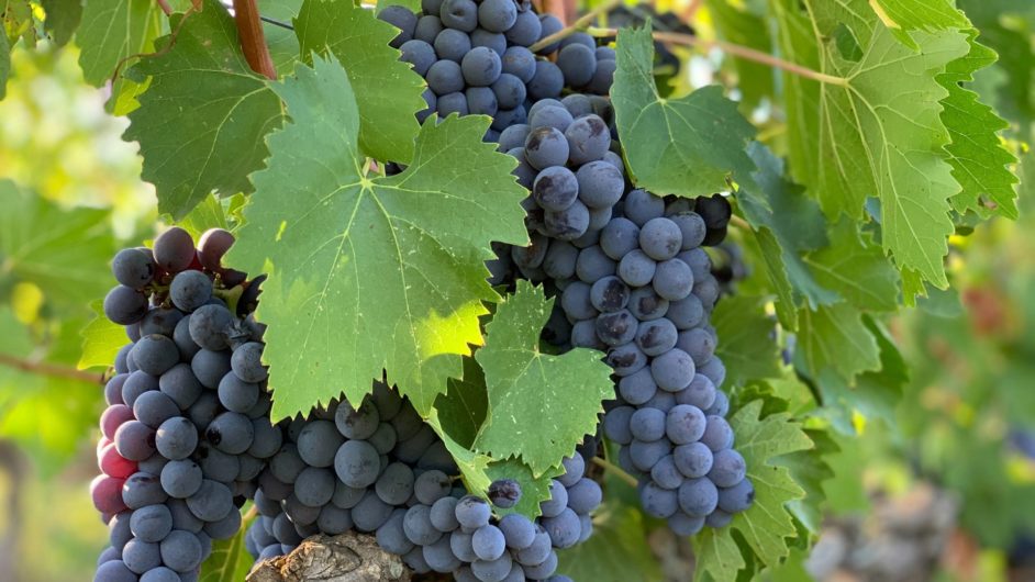 A bunch of blue-purple grapes among green leaves