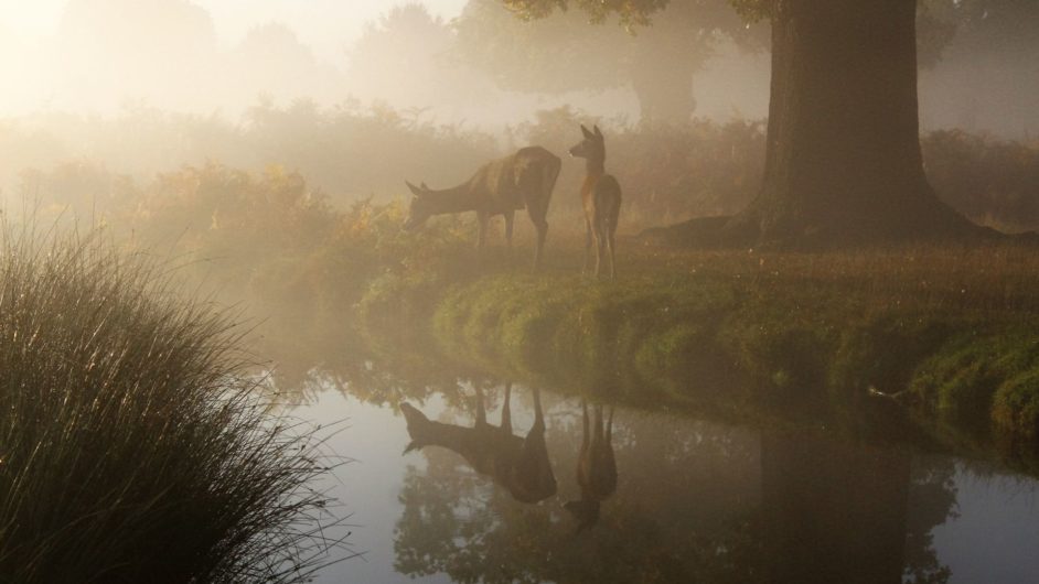 Two deer standing on the foggy bank of a body of still water that shows their reflections